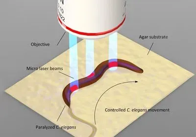 An illustration of a microscope objecting beaming blue light onto a nematode worm with the labels objective, agar substrate, micro laser beams, paralyzed c. elegans, and controlled c. elegans movement An illustration of a microscope objecting beaming blue light onto a nematode worm with the labels objective, agar substrate, micro laser beams, paralyzed c. elegans, and controlled c. elegans movement